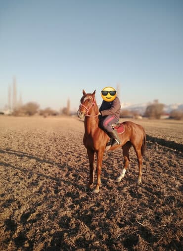 товары для животных: Продаю | Жеребец | Для разведения, Конный спорт | Племенные, Осеменитель — 1