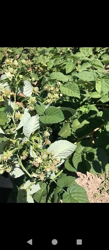 кой порода: Саженцы малины (сортотип крупноплодной летней малины) - Тип: плодовые — 1