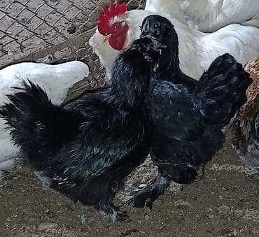 феи бишкек а: Продаются карликовых курочек и петушков. Очень необычное оперение у — 5