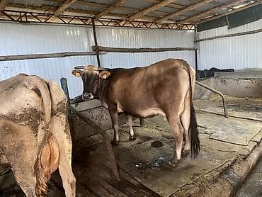 Животные: Продаю | Корова (самка) | Швицкая | Для молока | Стельные — 3