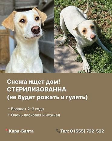 Отдам даром собаку: Ищем дом для двух собак в Кара-Балте 1) Щенок-дружок - Возраст — 3