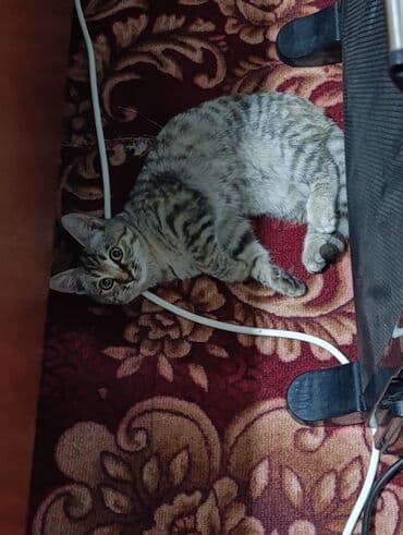 собака долматинец: Мышыгым жоголуп атат коргондор болсо чалып койсонуздар мага же кимдир — 3