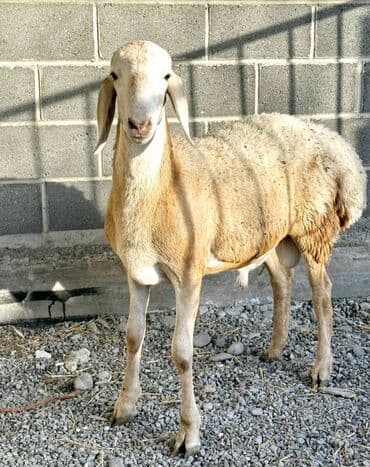 продажа щенков немецкой овчарки с документами в бишкеке: Сатам | Ургаачы кой (ургаачы), Козу, Кочкор (эркек) | Гиссар, Арашан | Көбөйтүү үчүн | Асыл тукумдуу, Жасалма жол менен боозутуу — 2