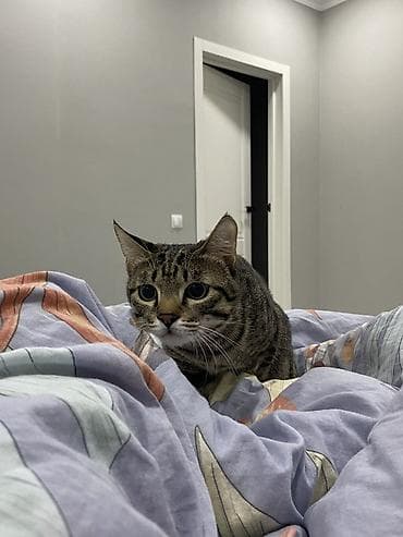 d cat: Кошка даром: Беспородная, Мальчик, Приучена к лотку — 2