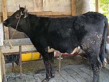 голова лошади: Продаю | Бык (самец) | Голштин | На откорм | Привязанные — 2