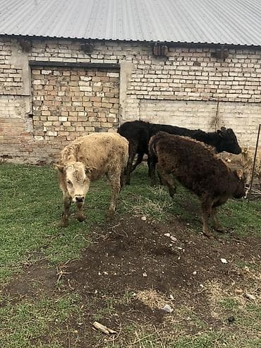 кой сой: Продаю | Музоо, торпок | Полукровка | На откорм — 2