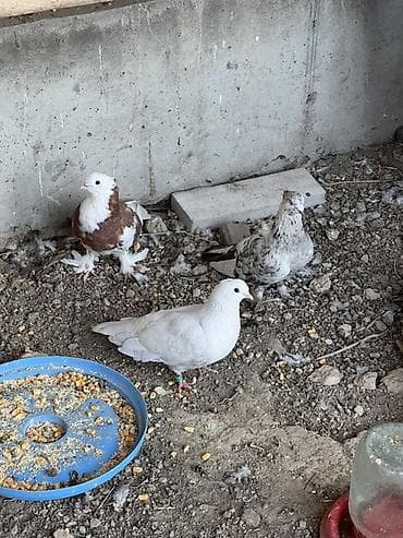 клетки для канареек: Породистые голуби декоративных окрасов. Описание: - Разные масти — 2