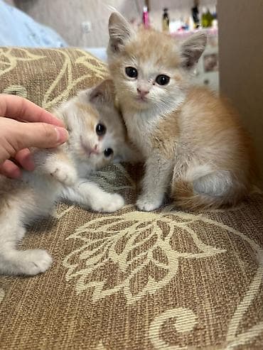 манчкин котенок: ОТДАМ В ДОБРЫЕ РУКИ! Только ответственным людям в хорошие условия! — 3