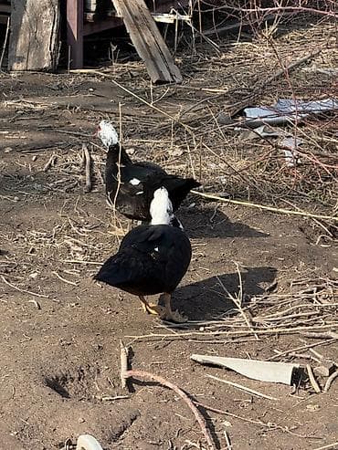 продаю птиц: Индоутки (мускусные утки), разноцветные окрасы: черные, бело‑черные — 6