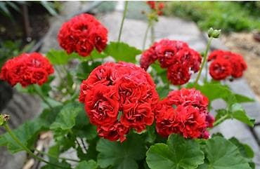 Садовая мебель: Продаю детки герани.
Цена 150-250 сом — 2