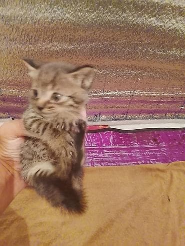 Котята, помёт из нескольких малышей разной окраски: - тигровый (табби)