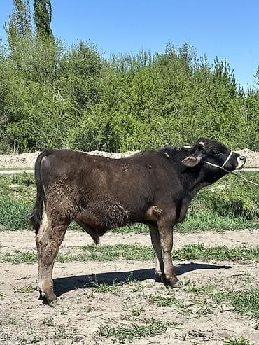 питбуль цена щенка: Продаю | Бык (самец) | На откорм | Привязанные — 4