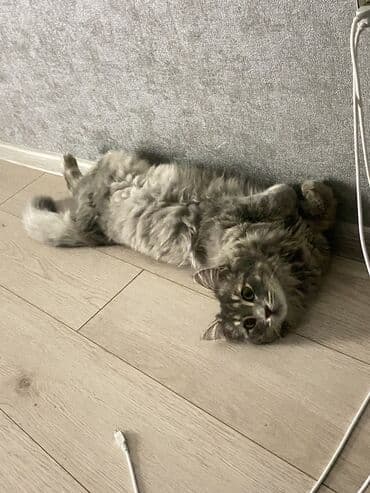 куда можно отдать собаку: Кошка даром: Беспородная, 10 месяцев, Мальчик, Приучена к лотку — 4