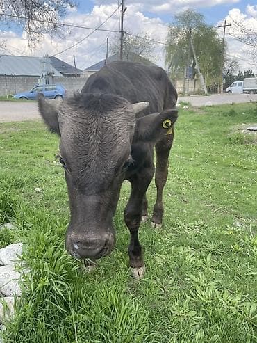 хара: Сатам | Бука (эркек) | Бордоп семиртүү үчүн — 3