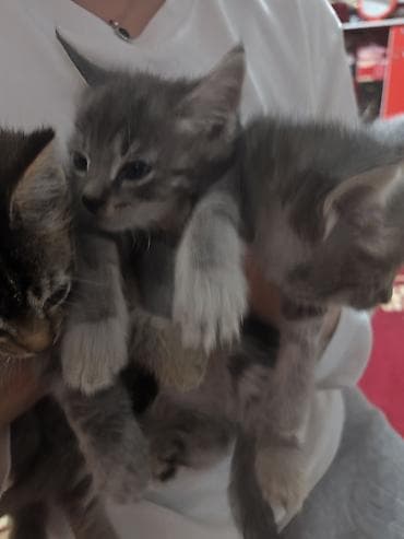 котяты: Котята серо-тигрового окрасание: шерстью дымчато‑серых оттенков и — 3