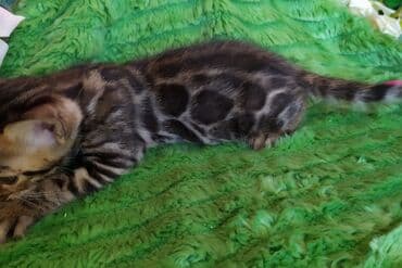 леопардовая кошка цена: Бенгальские котята !!! домашние. мини леопардики. Друзья у нас — 11