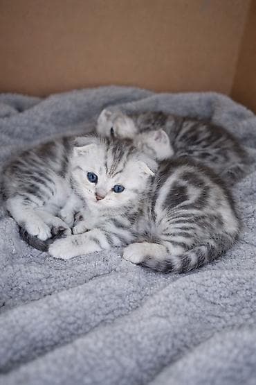 кошка в оше: Шотландские вислоухие котята (Scottish Fold), серебристый мрамор на — 1