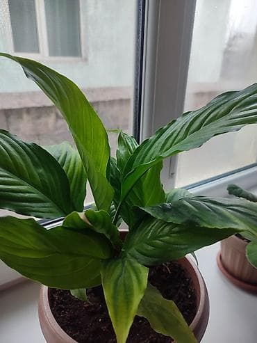 дом цветы: Комнатные растения в горшках 1) Спатифиллум (женское счастье) - — 6