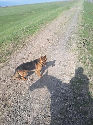 амстафф бишкек: Щенки немецкой овчарки апреля 3 родился - Щенки крепкие, 7000 и 6000 — 8