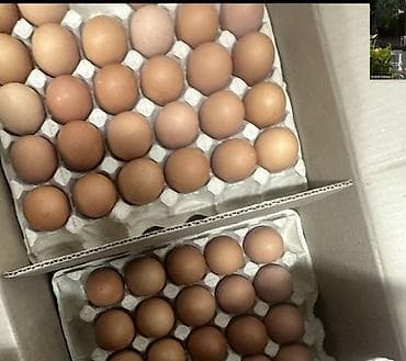 плимутрок куры: Продаю | Куры | Несушки — 10