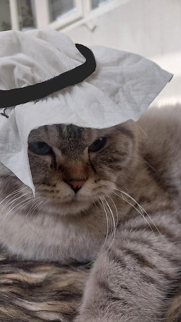 девон рекс кошка: Шотландский вислоухий кот (Scottish Fold) - Окрас: серебристый табби — 1