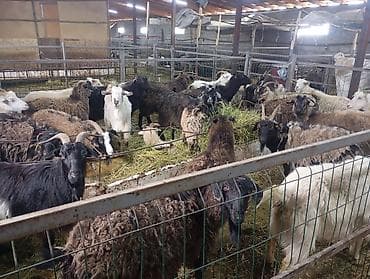 мастит: Продаю | Коза (самка) — 6