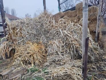 мака кукуруз: Бакал 1 шт 50 сомдон жакшы таза кургак — 2