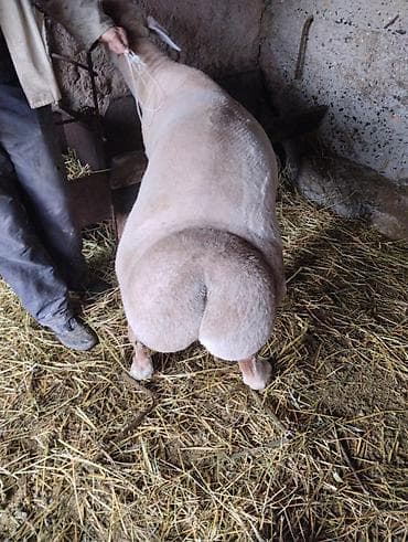 жаныбарлар: Сатам | Кочкор (эркек) | Көбөйтүү үчүн | Жасалма жол менен боозутуу — 2