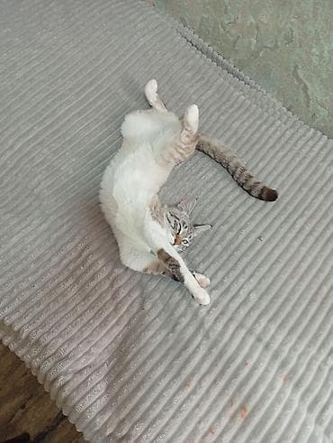 Животные: Кошка даром: Тайская, 1 год, Девочка, Кастрирована — 4