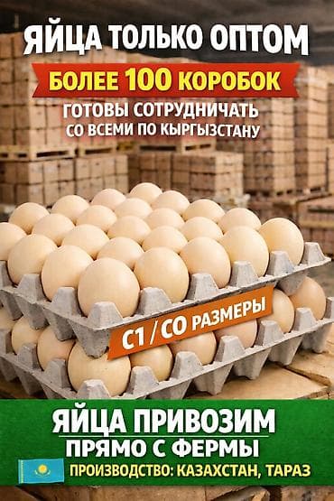 Яйца куриные оптом. Поставки напрямую с фермы. Доступны размеры C1- 6 at lalafo.kg Яйца куриные оптом. Поставки напрямую с фермы. Доступны размеры C1- 6