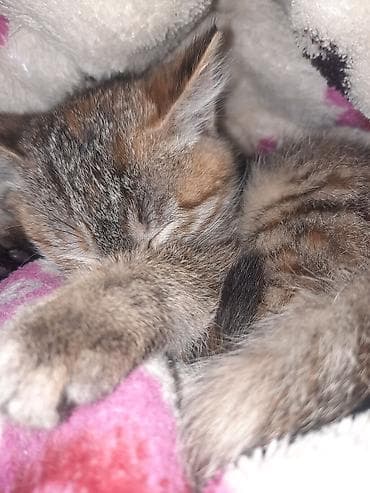 арашан ко: Мышык бекер берилет: Породасыз, 3 айлык, Ургаачы, Лотокко барууга үйрөтүлгөн — 4