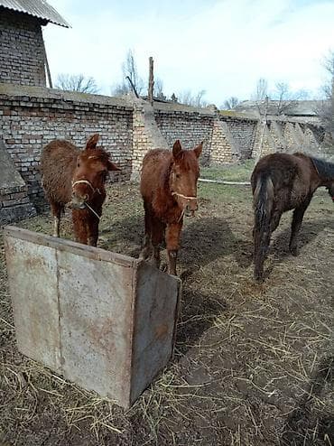 фиолетовый волнистый попугай купить: Продаю | Жеребенок | Для разведения | Племенные — 2