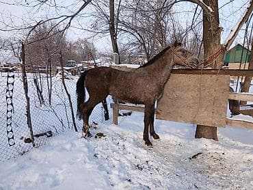 собака жалал абад: Сатам | Байтал | Жумушка — 3