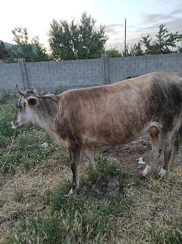 корова молочной: Продаю | Корова (самка) | Для разведения | Привязанные — 2