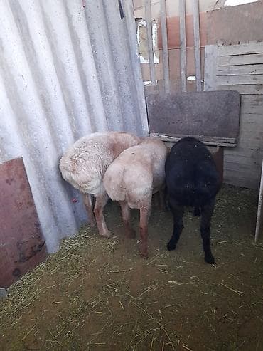 животные на продажу: Продаю | Ягненок | На забой — 2