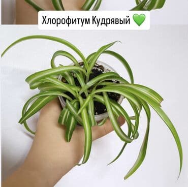 малина саженцы цена: РАСПРОДАЖА 🔥🔥🔥🔥 Продаю комнатные растения, цветы . Пассифлора кализия — 8