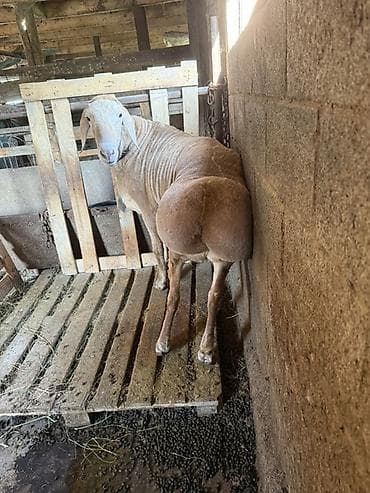 росс 308: Продаю | Баран (самец) | Для разведения | Осеменитель — 5