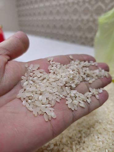 Круглозёрный рис - Тип: шлифованный круглозёрный рис, белый - at lalafo.kg Круглозёрный рис - Тип: шлифованный круглозёрный рис, белый -