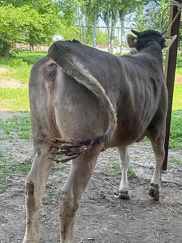 кой сойу: Продаю | Тёлка | Швицкая | На откорм | Племенные — 5