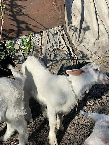 гиссар кой: Продаю | Козлёнок | Для молока — 2