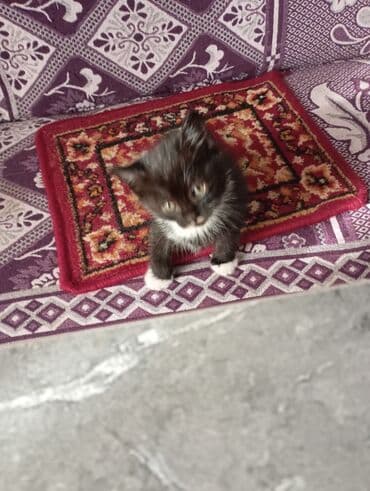 договорная кошка даром британская короткошёрстная 1 год мальчик метис 2 позвонить написать: Котята от домашней кошки с вислыми ушками (на фото мама). Окрас у — 8