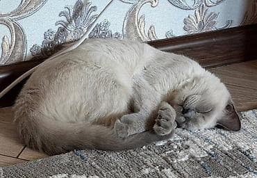 лоток для котов: Скотиш Страйт (Шотландская прямоухая), 6 месяцев, Мальчик, Приучена к лотку — 4