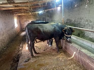 откорм база: Продаю | Бык (самец) | На откорм | Привязанные — 9