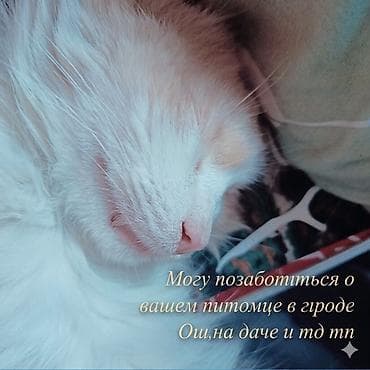 мышык алам: Услуги по уходу за домашними животными в городе Ош,на даче. - Забота — 1