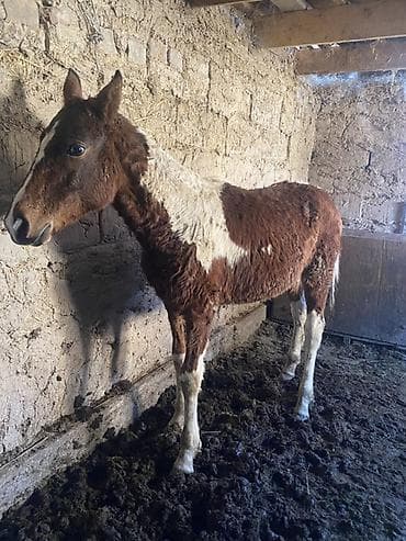 ат жаныбар: Сатам | Тай | Көбөйтүү үчүн — 1