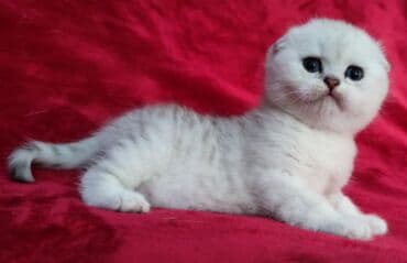 мышык фото: Скотиш Фолд (Шотландиялык шалпаң кулак), 2 айлык, Эркек, Күмүш өңдүү шиншилла — 11