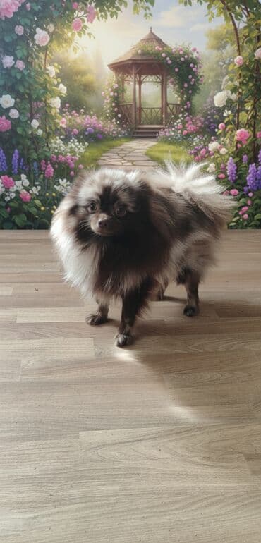 сколько стоит порода хаски: Порода: шпиц (померанский тип), окрас мерль/соболь с выразительной — 1