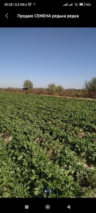 уголь каракече бешсары шабыркуль каражыра доставка бишкек купить: Семена овощей: Редьки, Самовывоз — 3