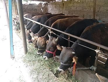 Животные: Продаю | Бык (самец) | Алатауская, Швицкая | На откорм — 4