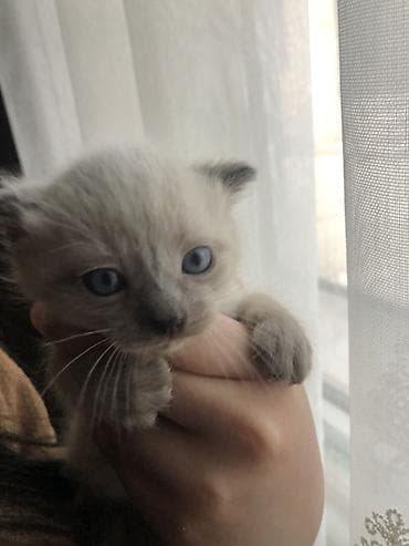 кошко: Кошка даром: Сиамская, Девочка — 4